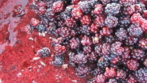 варенье из черники замороженной