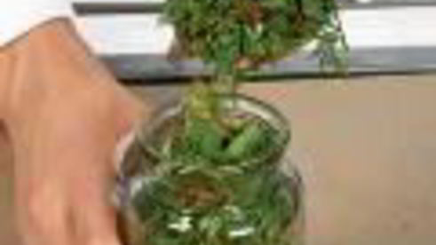 заготовка из огородной зелени