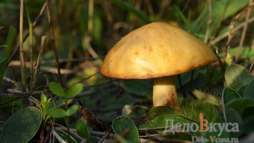 Рецепт заготовки маслят