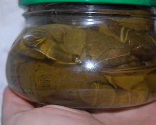 Заготовка виноградных листьев