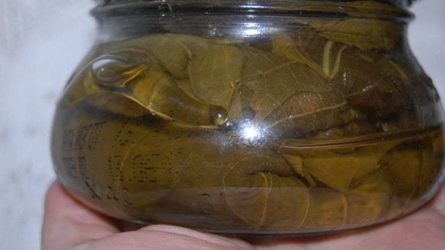 Рецепт заготовки виноградных листьев