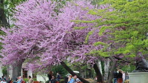колбаса ветчина мраморная