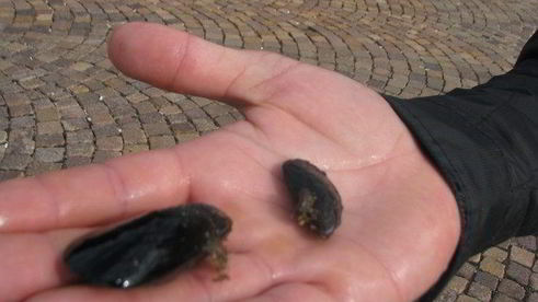 морской омлет