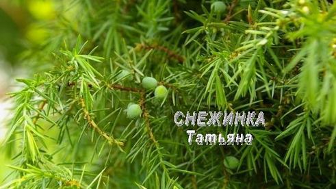 паштет куриный с черникой