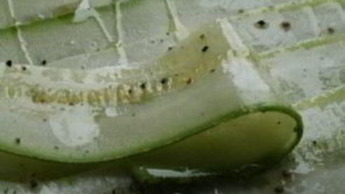 рулетики из цуккини