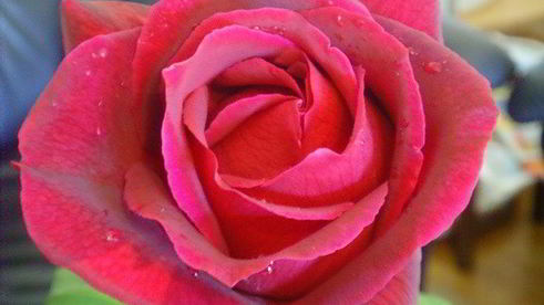 летний ягодный тарт и ягодный сорбе